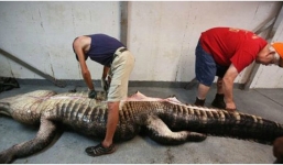 Bắt gọn 'sát thủ đầm lầy' lớn nhất thế giới, mổ bụng ra xem khiến ai cung bất ngờ