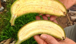 Đây là những trái chuối sẽ cứu mạng hàng trăm ngàn trẻ em trên thế giới - Nó có gì đặc biệt?