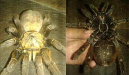 Bắt được nhện 'khủng' dài 20cm, nặng gần nửa cân ở Hòa Bình