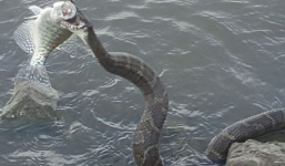 Rắn khủng nhảy lên cướp cá của ngư dân Mỹ