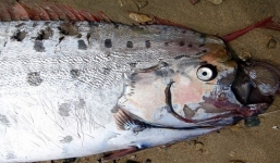 Xác cá lớn hiếm gặp liên tiếp dạt vào bờ biển Trung Quốc