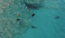 Thót tim khoảnh khắc hàng trăm con cá mập khổng lồ lởn vởn ngay cạnh nhóm học sinh đi bơi