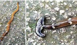 Bắt gặp 'chiếc búa' biết cử động, sau 10 ngày điều kỳ dị xuất hiện