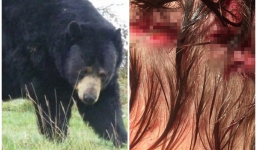 Phát hoảng khi tỉnh dậy thấy gấu đang gặm đầu mình