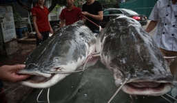 Cặp 'thủy quái' khổng lồ nặng 300kg bay từ Biển Hồ về Hà Nội