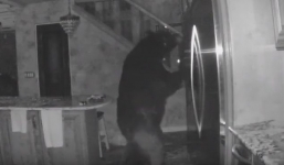 Thấy đồ ăn vương vãi khắp nơi, chủ nhà bật camera theo dõi mới giật mình phát hiện 'khách không mời' trong bếp