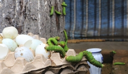 Đàn sâu khổng lồ bủa vây người dân ở Bình Dương