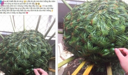 Bức ảnh đang gây tranh cãi nhất MXH: Đây là 'cái' gì?