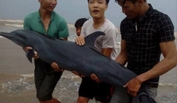 Cá heo dạt vào bờ biển, báo hiệu cơn bão lớn sắp đổ bộ?