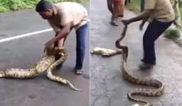Video: Nông dân tay không bắt rắn khổng lồ nôn trả 2 con dê của mình