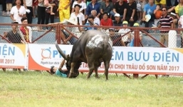 Trâu chọi húc chết chủ ở Đồ sơn âm tính với chất kích thích lạ