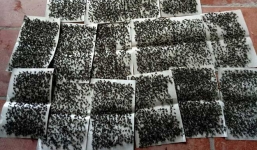 Người dân khốn khổ vì ruồi chết tính bằng cân: UBND Hà Nội vào cuộc