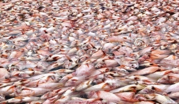 Cảnh tượng cá chết xếp lớp kinh hoàng trên sông Cổ Cò - Đà Nẵng
