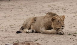 Bé gái 10 tuổi tử vong trước mặt dì ruột vì bị sư tử vồ