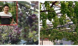Giàn nho hàng trăm chùm trên sân thượng của ông bố 8x gây sốt cư dân mạng