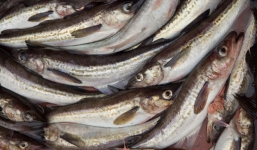 Bỏ học y khoa để đi bán cá, người đàn ông này sau đó đã trở thành tỷ phú đôla