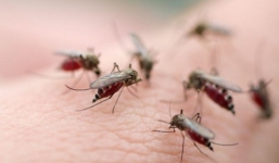 Bệnh nhân sốt xuất huyết nên ăn gì để mau hồi phục sức khỏe