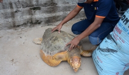 Rùa 'khủng' nặng 60 kg bơi lạc vào bể nước của Nhiệt điện Vĩnh Tân 2