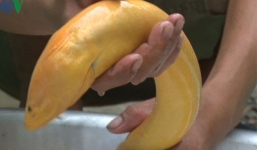 Người dân bắt được lươn vàng 'khủng' ở Hậu Giang