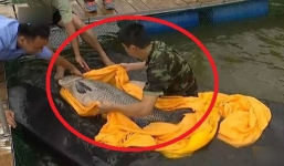 Cá trắm cỏ hơn 50kg sa lưới khiến nhiều người hoảng hốt