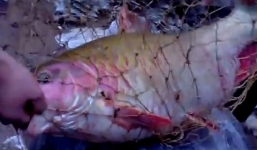 Câu được cá quý hiếm khổng lồ trên thượng nguồn sông Đà