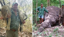 'Hung thần' của các loài thú bất ngờ chết thảm trong khi đi săn