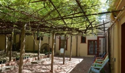 Cây hoa hồng lớn nhất thế giới, to như cây cổ thụ phủ kín gần 1000m2 đất