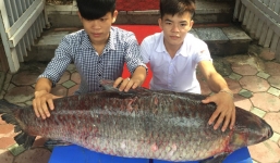 'Thủy quái' trắm đen nặng 55kg ở hồ Thác Bà sa lưới ngư dân