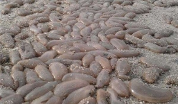 Sinh vật lạ xuất hiện tưởng điềm báo xấu lại trở thành món ăn hảo hạng ở Malaysia