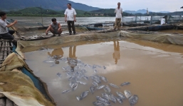 Thủy điện xả lũ khiến cá chết hàng loạt: Địa phương sẽ hỗ trợ cho dân