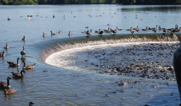 Không thể tin nổi có một hồ nước nhiều cá đến nỗi cá không có chỗ để quẫy đuôi