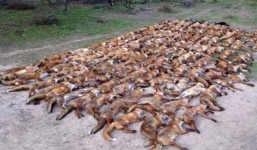 Cư dân mạng phẫn nộ trước cảnh tượng 100 con cáo bị bắn chết trong 1 đêm