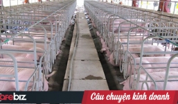 Cặm cụi kiếm tiền 2 năm, doanh nghiệp này vừa đánh mất tất cả chỉ vì đàn lợn