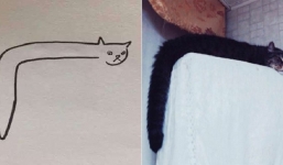 Bất ngờ với những 'boss mèo'  không thể dễ thương hơn