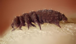 Phát hiện loại sinh vật đầu tiên chạm đến khái niệm “ bất tử”