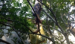 75 tuổi cụ bà vẫn trèo cây hái quả ngon lành