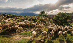Tìm ra nguyên nhân bất ngờ khiến hơn 200 con cừu nhảy xuống vực tự sát tập thể