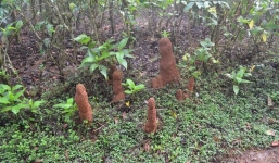 Thấy ụ đất nổi lên bất thường, người phụ nữ lại xem và rùng mình bỏ chạy