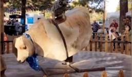 Video: Chó cao bồi thể hiện kỹ năng cưỡi bò tót điêu luyện