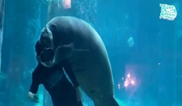 Video: Lợn biển Singapore ăn mừng sinh nhật dưới thủy cung