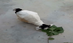 Bất ngờ với dê đột biến chỉ có hai chân sau đi như người