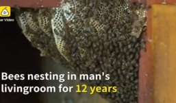 Cả gia đình sống chung và làm giàu với bầy ong suốt 12 năm