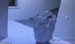 Thanh niên giả ma đi ăn trộm và nhận cái kết đắng