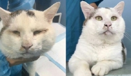 Phẫu thuật cắt mí mắt, mèo hoang trở thành 'ngôi sao' trên mạng xã hội
