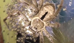 Video: Rùng mình cảnh 200 nhện con bò quanh nhện mẹ khổng lồ đòi ăn