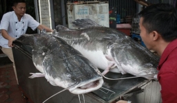 Cặp 'thủy quái' cực hiếm 100 kg bay từ Campuchia về Hà Nội