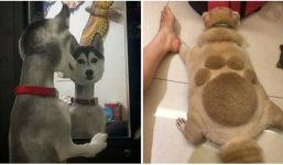 Trời nắng nóng thú cưng được tậu bộ cánh mới bắt mắt