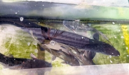 Bắt được 'thủy quái' cá lệch dài 2 m, nặng 18kg ở Nghệ An