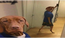 Những bức ảnh hài hước thu hút hàng nghìn lượt chia sẻ trên Facebook