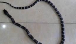 Du khách hốt hoảng phát hiện rắn cạp nong trong túi đồ ở nhà nghỉ